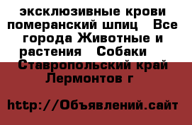 эксклюзивные крови-померанский шпиц - Все города Животные и растения » Собаки   . Ставропольский край,Лермонтов г.